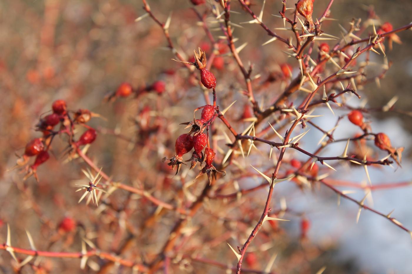 Image of genus Rosa specimen.