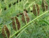 Astragalus galegiformis. Часть листа с поражениями ржавчинным грибом Uromyces sp. Кабардино-Балкария, Эльбрусский р-н, окр. с. Нейтрино, ок. 1850 м н.у.м., субальпийский луг. 09.07.2020.