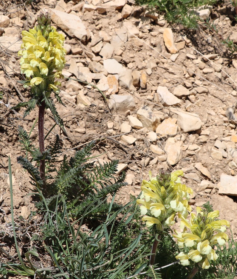 Image of Pedicularis sibthorpii specimen.