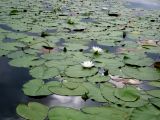 Nymphaea candida