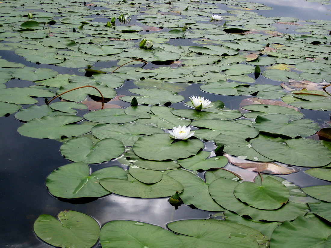 Изображение особи Nymphaea candida.