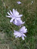 Cichorium intybus. Соцветия. Хабаровский край, Хабаровский р-н, пос. Корфовский, у дороги. 21.07.2012.