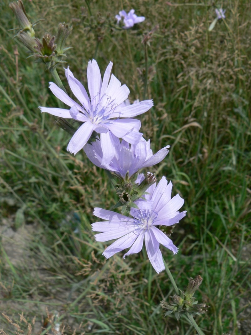 Image of Cichorium intybus specimen.