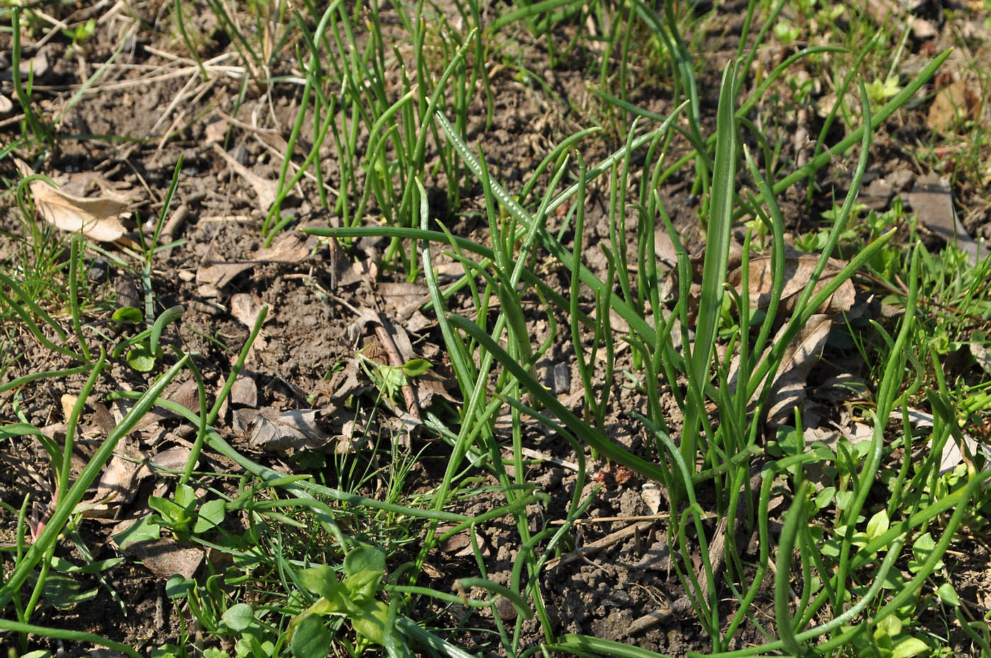 Image of Ornithogalum boucheanum specimen.