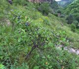 Prunus spinosa. Плодоносящее растение. Ставропольский край, окр. г. Кисловодск, Берёзовское ущелье, горный склон. Июль 2020 г.