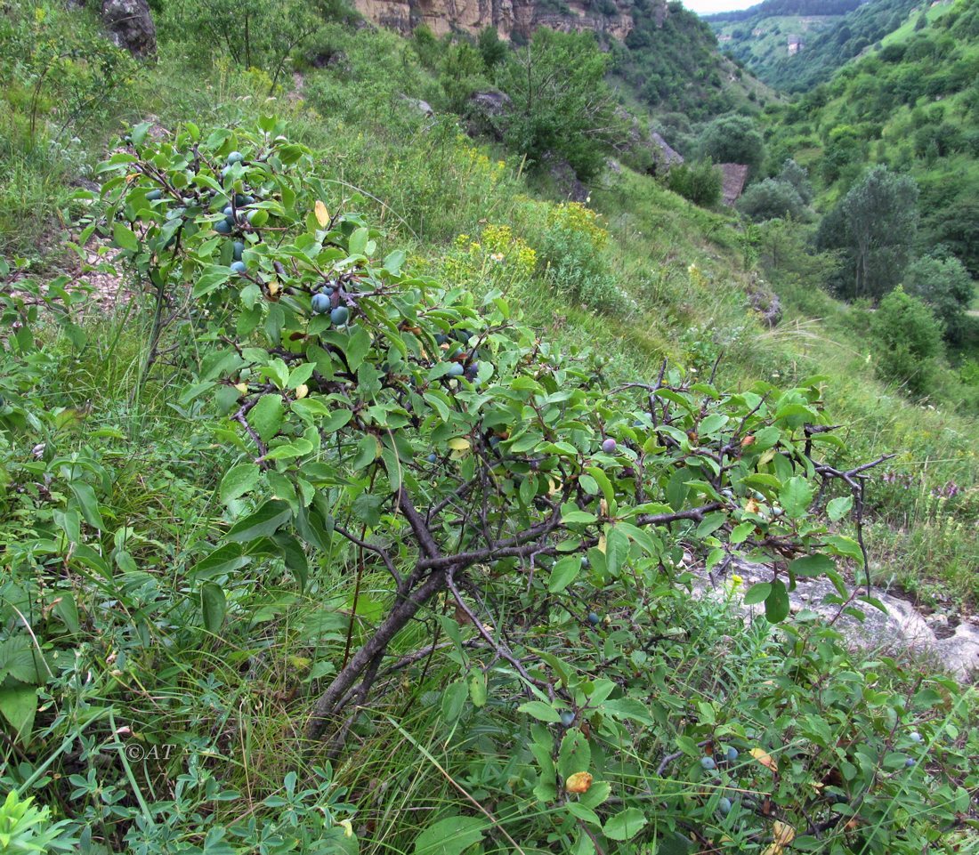 Image of Prunus spinosa specimen.