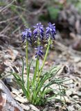 Muscari neglectum