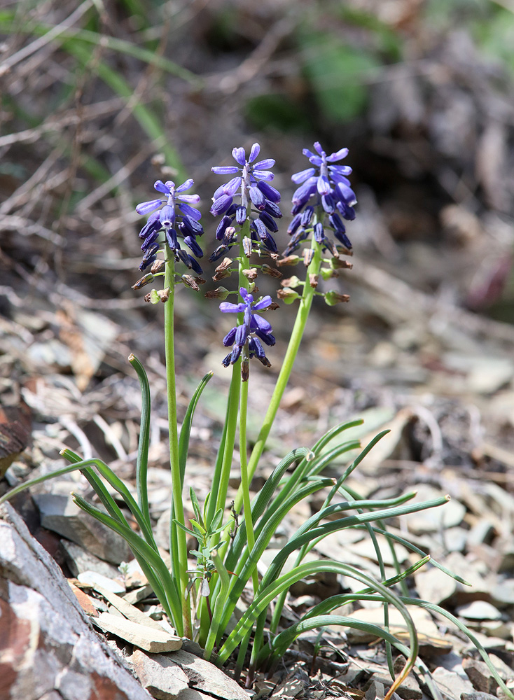 Изображение особи Muscari neglectum.