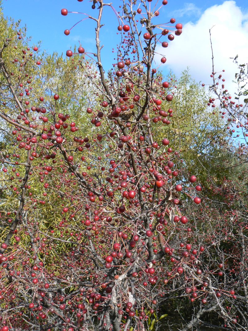 Изображение особи Malus baccata.