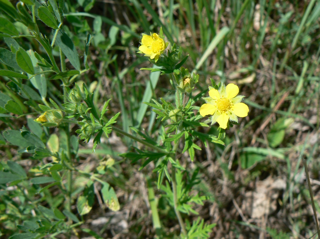 Изображение особи род Potentilla.