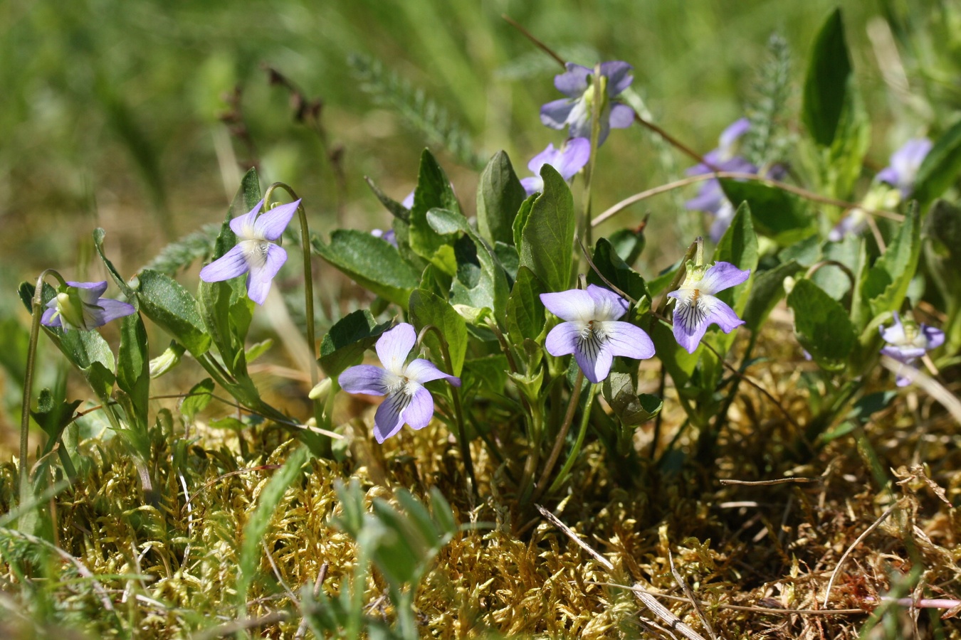 Image of Viola canina specimen.