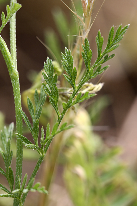 Image of Torilis leptophylla specimen.