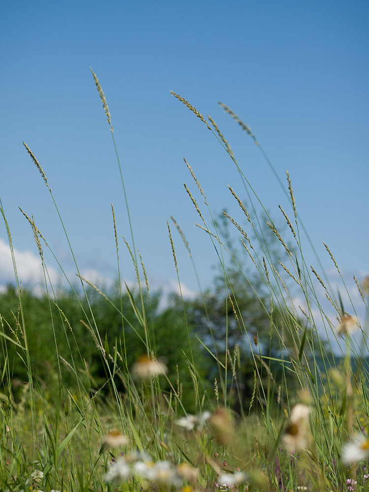 Изображение особи Elytrigia repens.