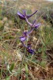 Delphinium peregrinum