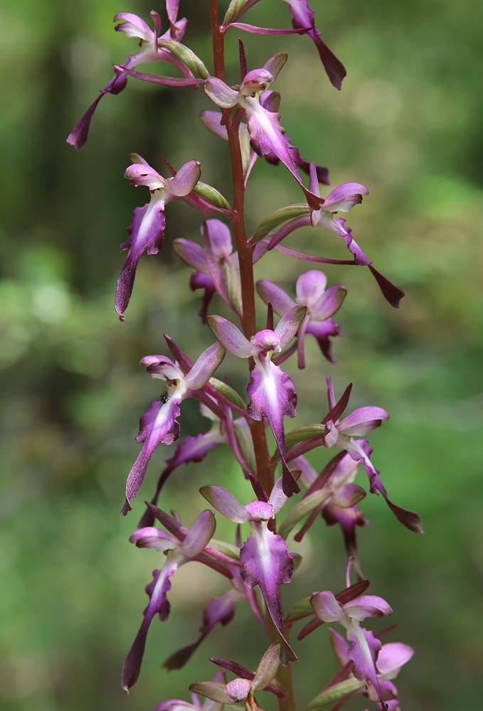 Изображение особи Himantoglossum formosum.