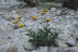 Achillea filipendulina