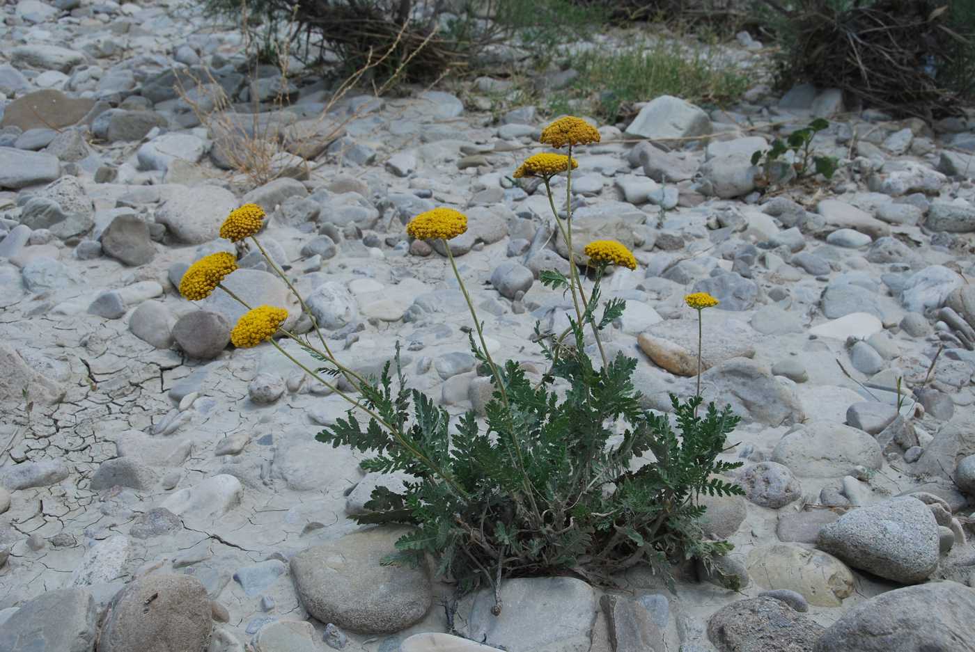 Image of Achillea filipendulina specimen.