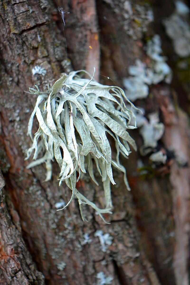 Image of Ramalina fraxinea specimen.