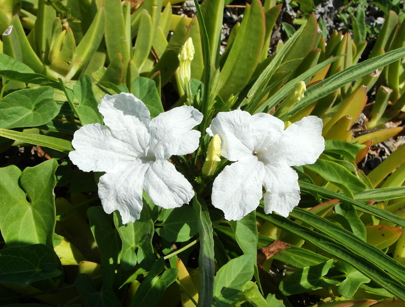 Изображение особи Ruellia simplex.