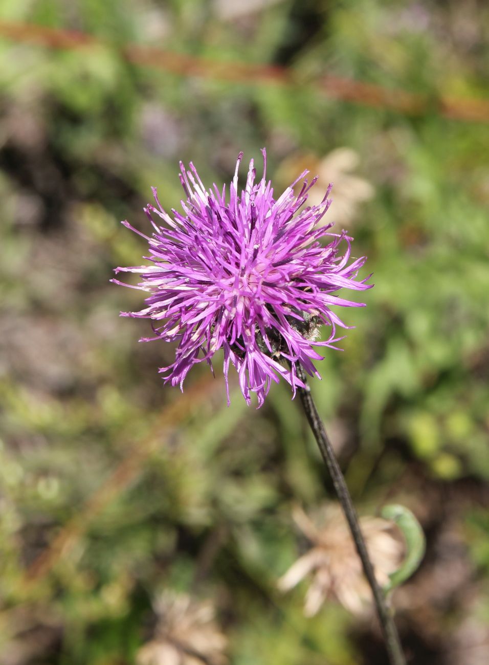 Image of Centaurea scabiosa specimen.