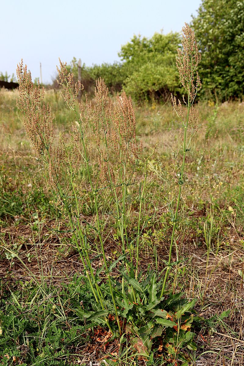 Изображение особи Rumex thyrsiflorus.