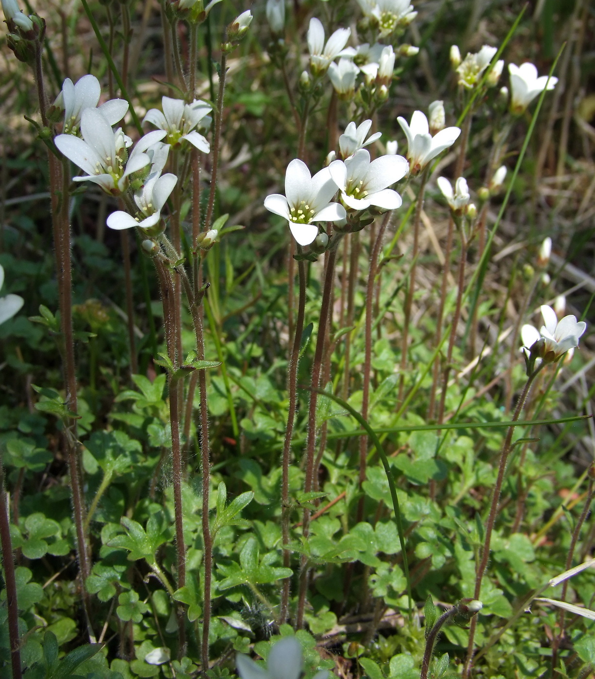 Изображение особи Saxifraga radiata.