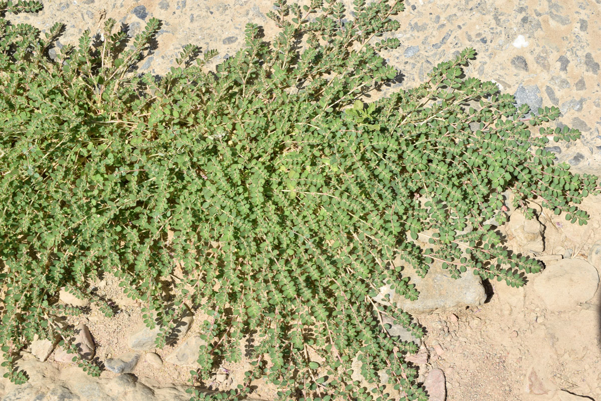 Image of Euphorbia prostrata specimen.