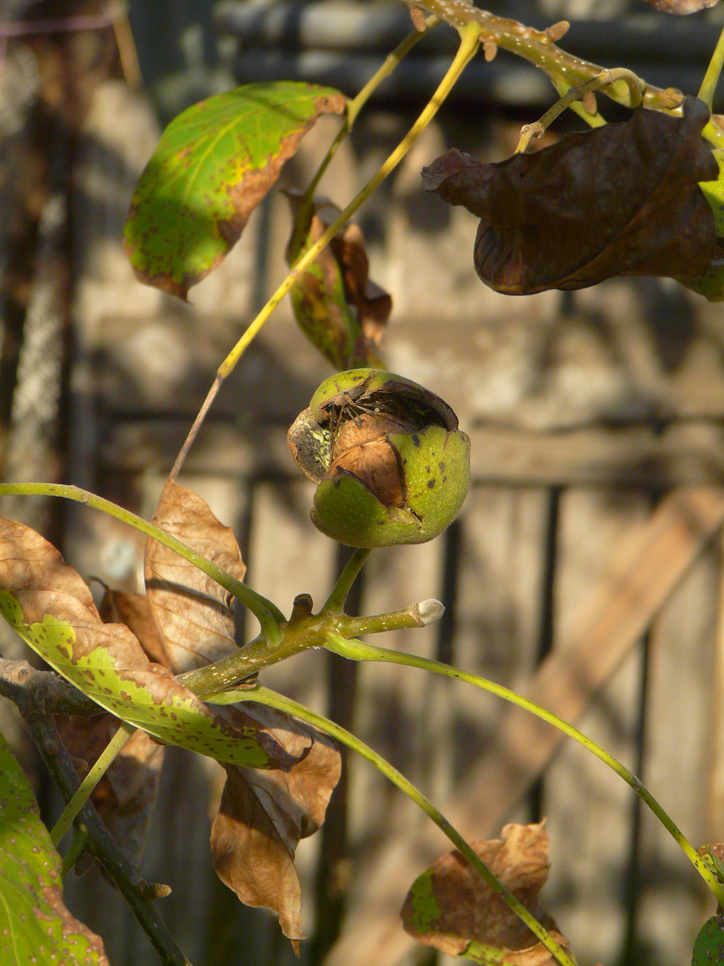 Image of Juglans regia specimen.