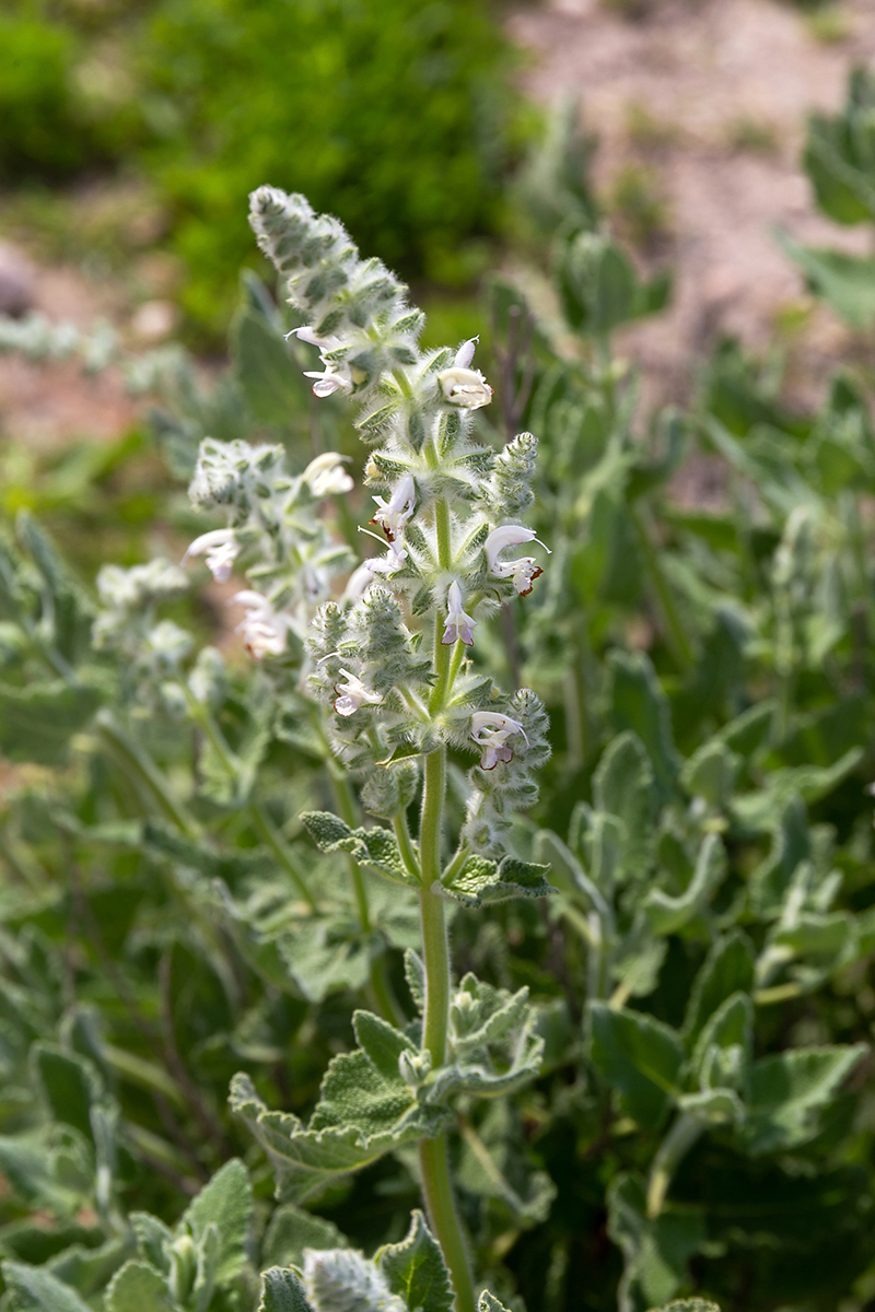 Изображение особи Salvia dominica.