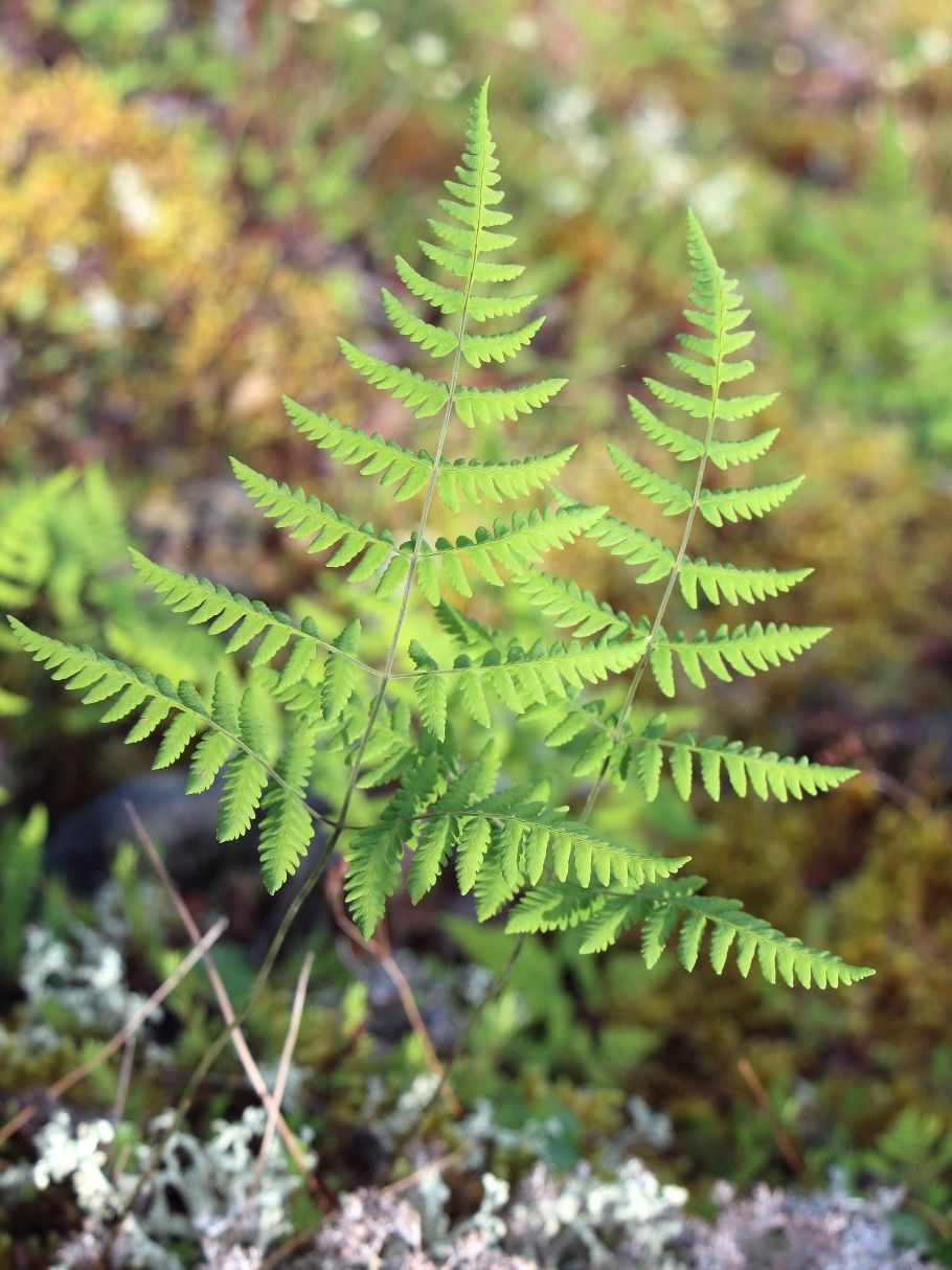 Изображение особи род Gymnocarpium.