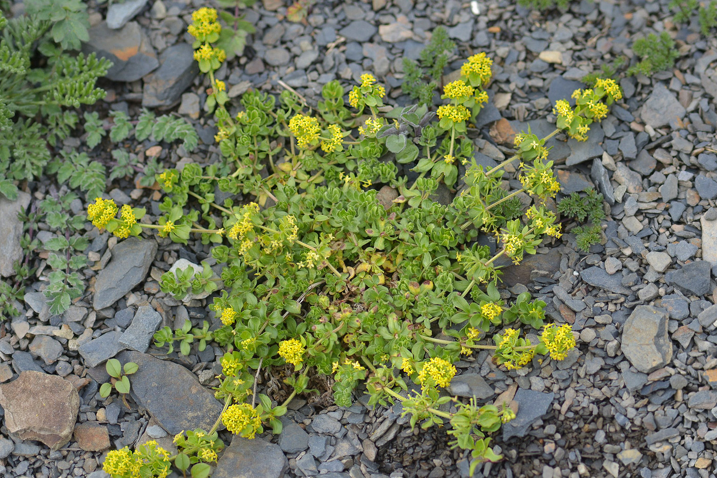 Image of Cruciata laevipes specimen.