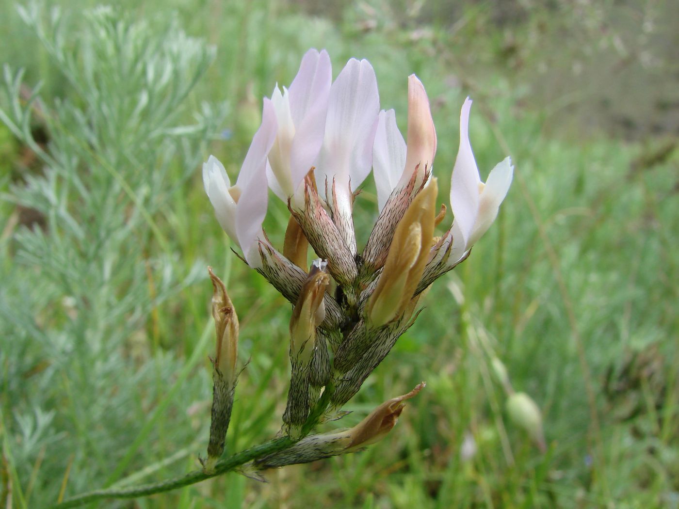 Изображение особи Astragalus sogdianus.