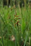 Carex pulicaris. Верхушка плодоносящего растения. Нидерланды, провинция Гелдерланд (Gelderland), община Эде (Ede), деревня Эдервен (Ederveen), луг на выходах грунтовых вод. 26 мая 2011 г.