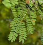 семейство Fabaceae. Лист (вид на абаксиальную поверхность). Израиль, Шарон, пос. Кфар Монаш, ботанический сад \"Хават Ганой\". 20.06.2017.