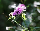 Centaurea phrygia. Верхушка цветущего растения. Московская обл., Одинцовский р-н, окр. г. Кубинка, луг на опушке леса. 14.07.2021.