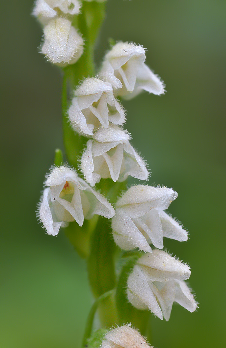 Image of Goodyera repens specimen.