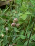 Sisyrinchium septentrionale