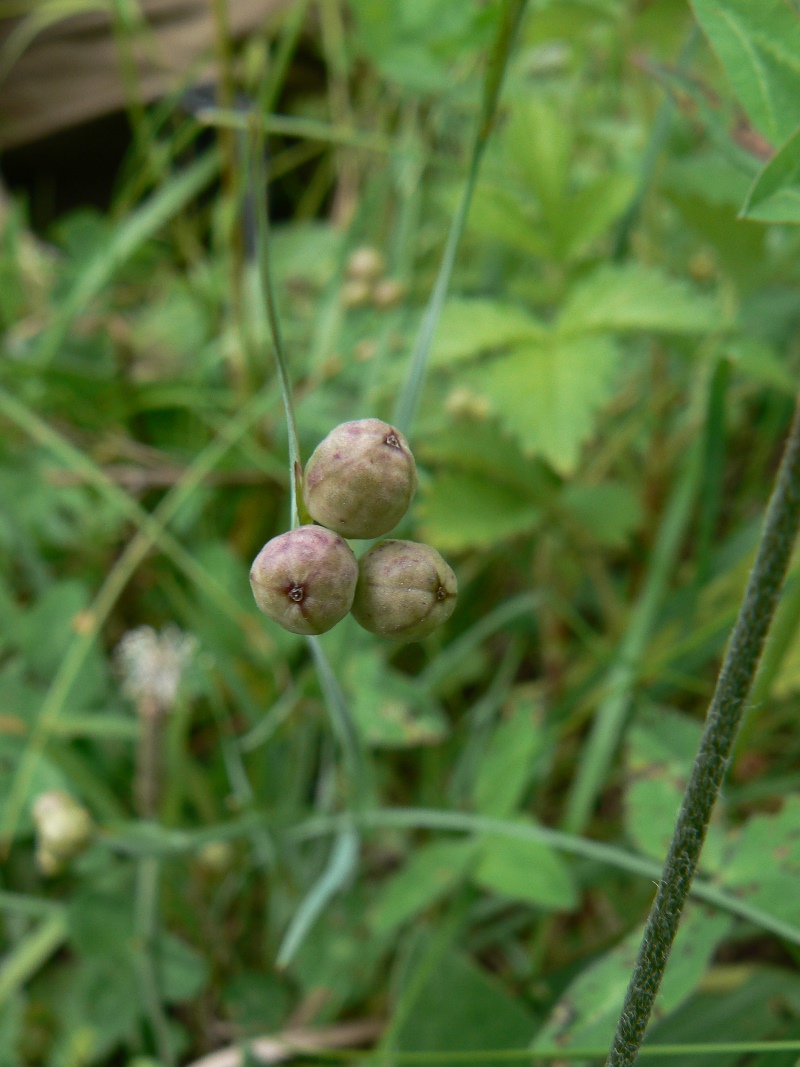 Image of Sisyrinchium septentrionale specimen.