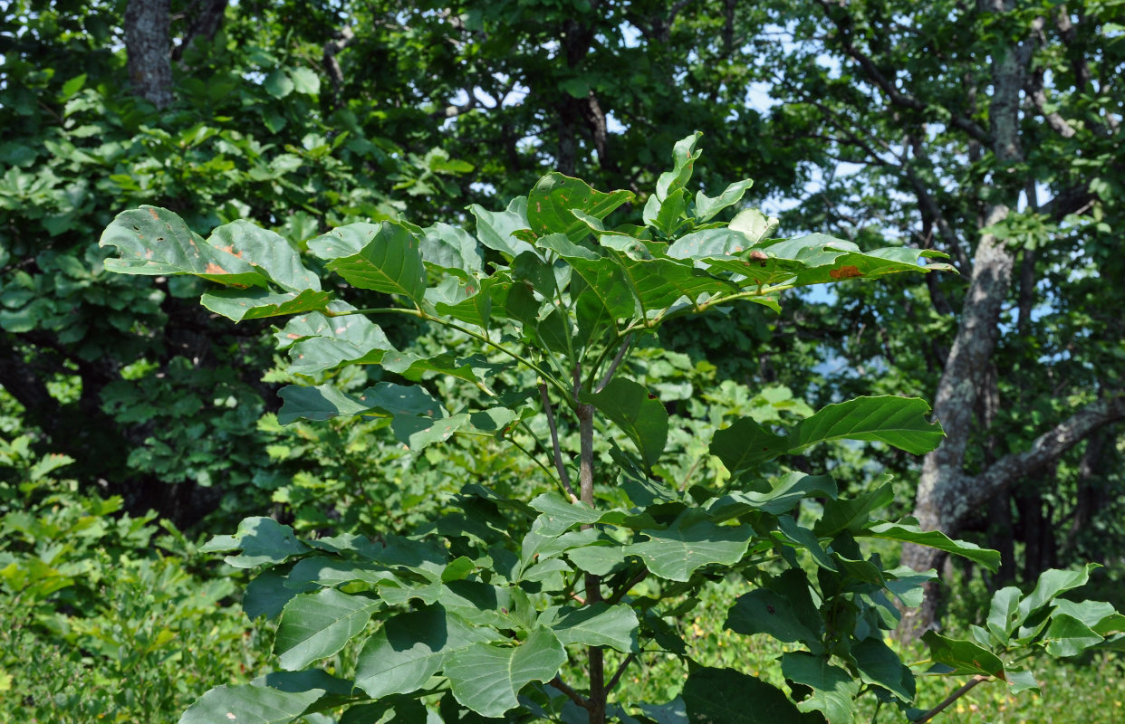 Image of Fraxinus rhynchophylla specimen.