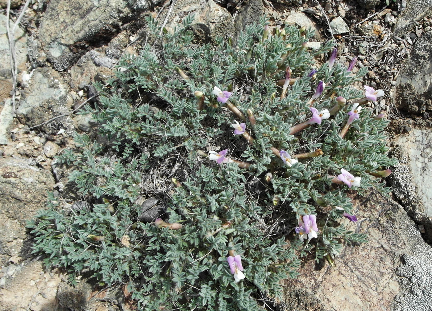 Image of Astragalus lasiophyllus specimen.