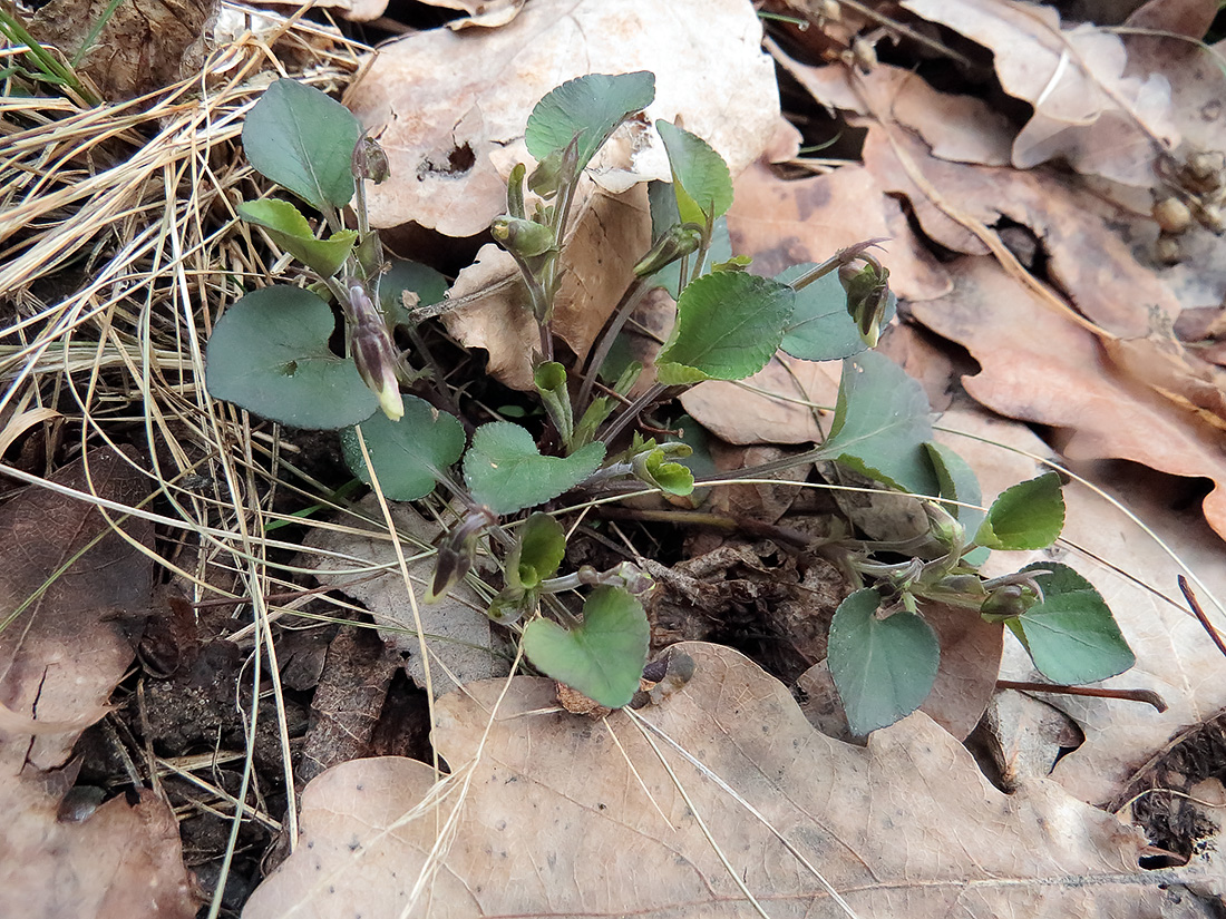 Image of Viola rupestris specimen.