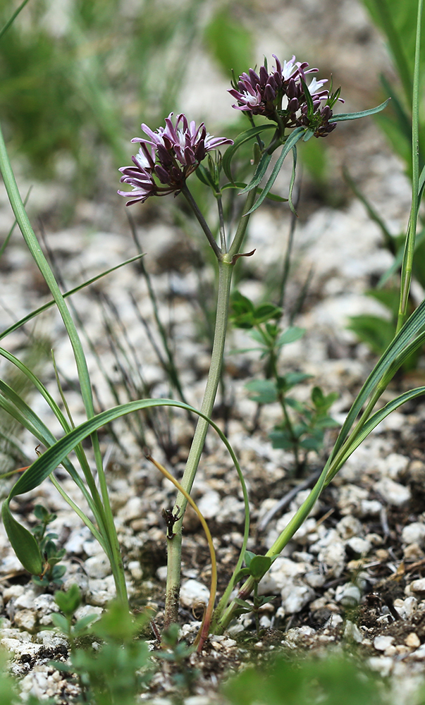 Image of Cynanchum purpureum specimen.