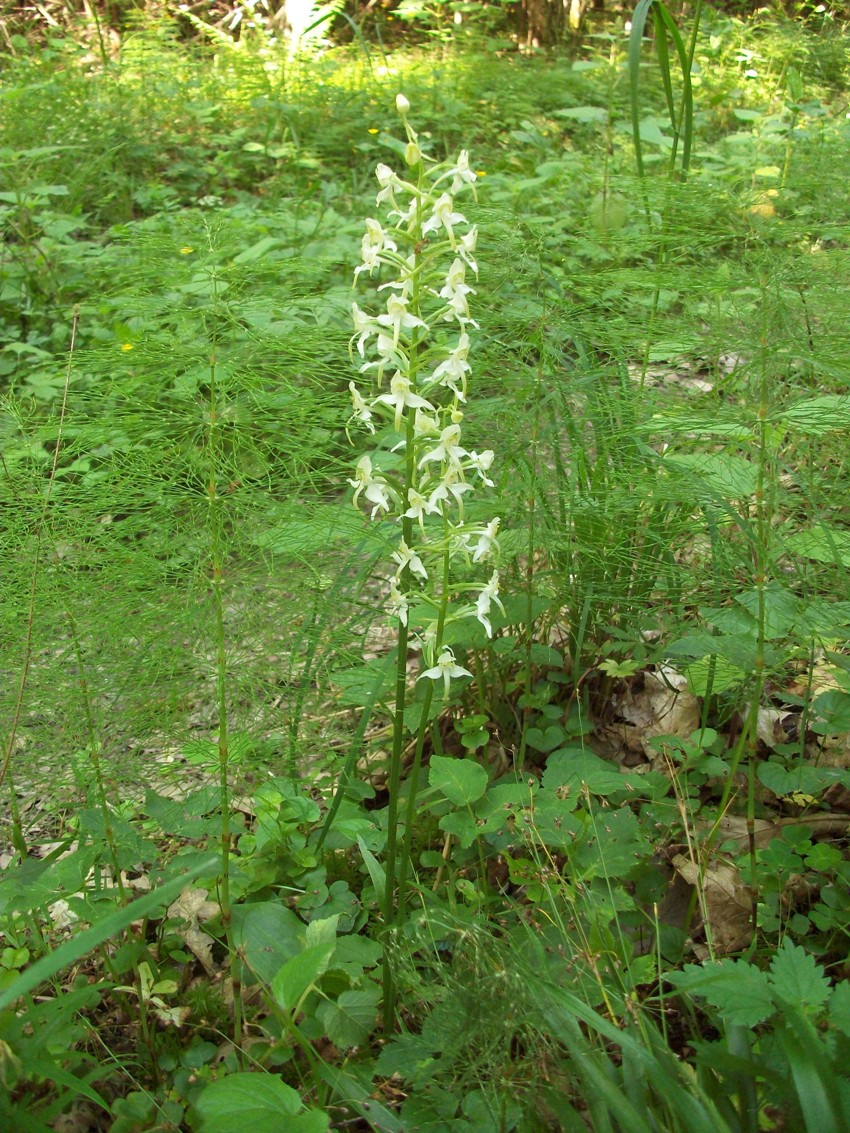 Изображение особи Platanthera chlorantha.