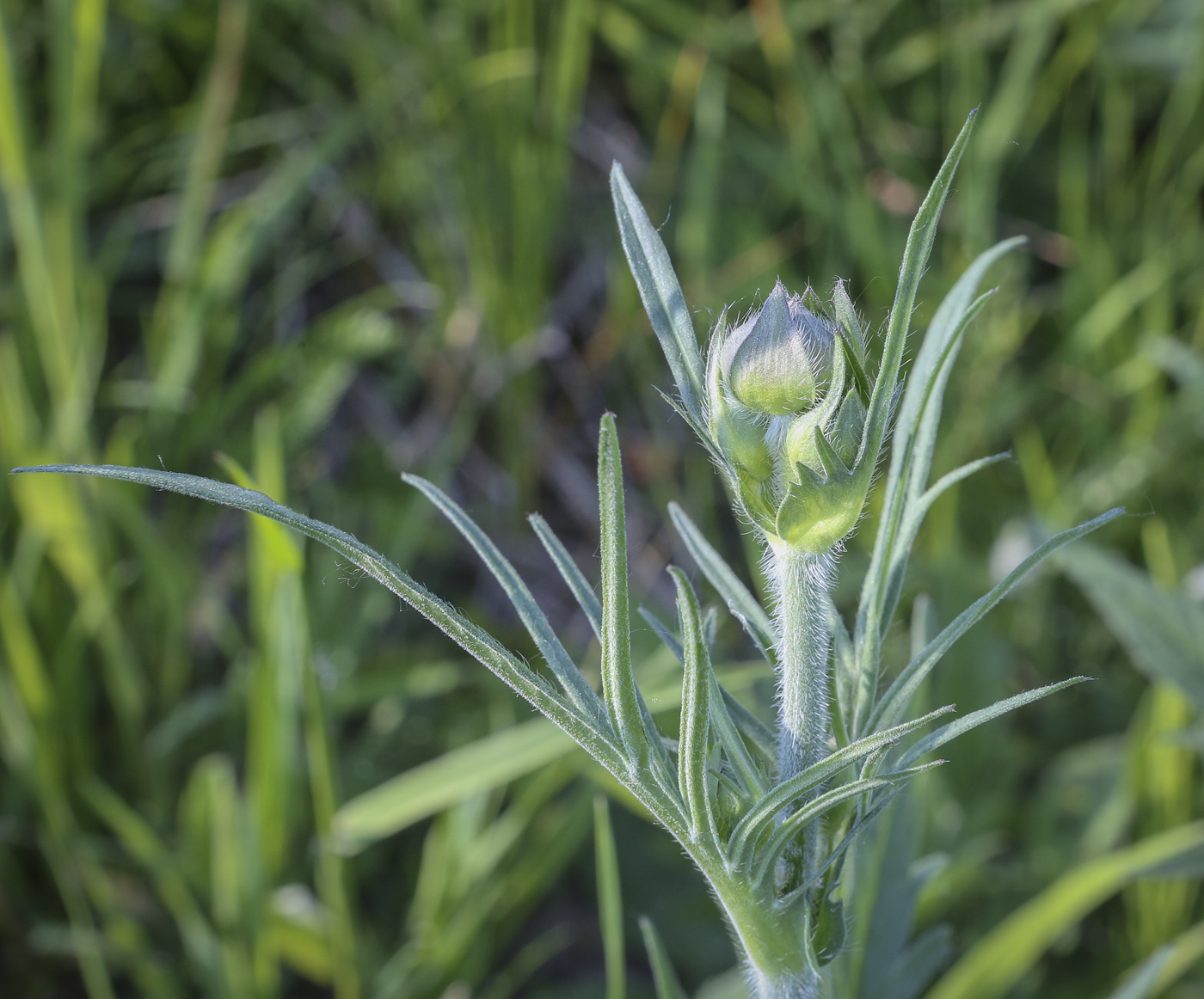 Image of Knautia arvensis specimen.