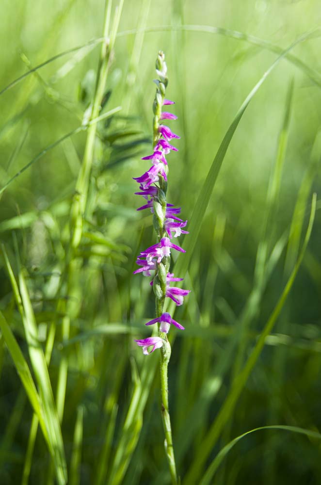 Image of Spiranthes australis specimen.