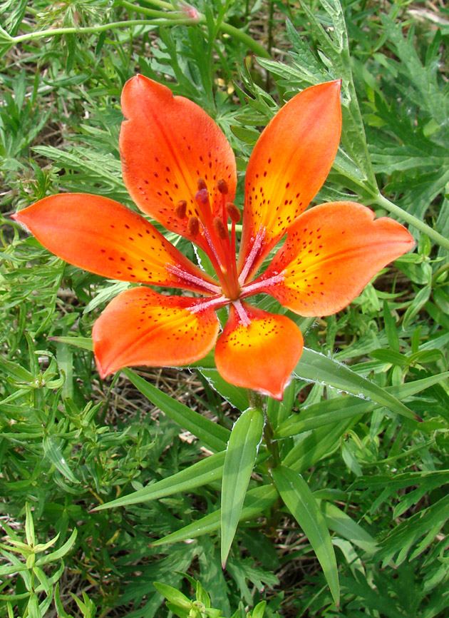 Изображение особи Lilium pensylvanicum.