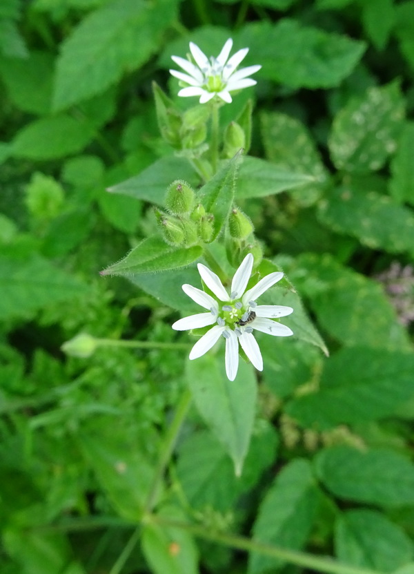 Image of Myosoton aquaticum specimen.