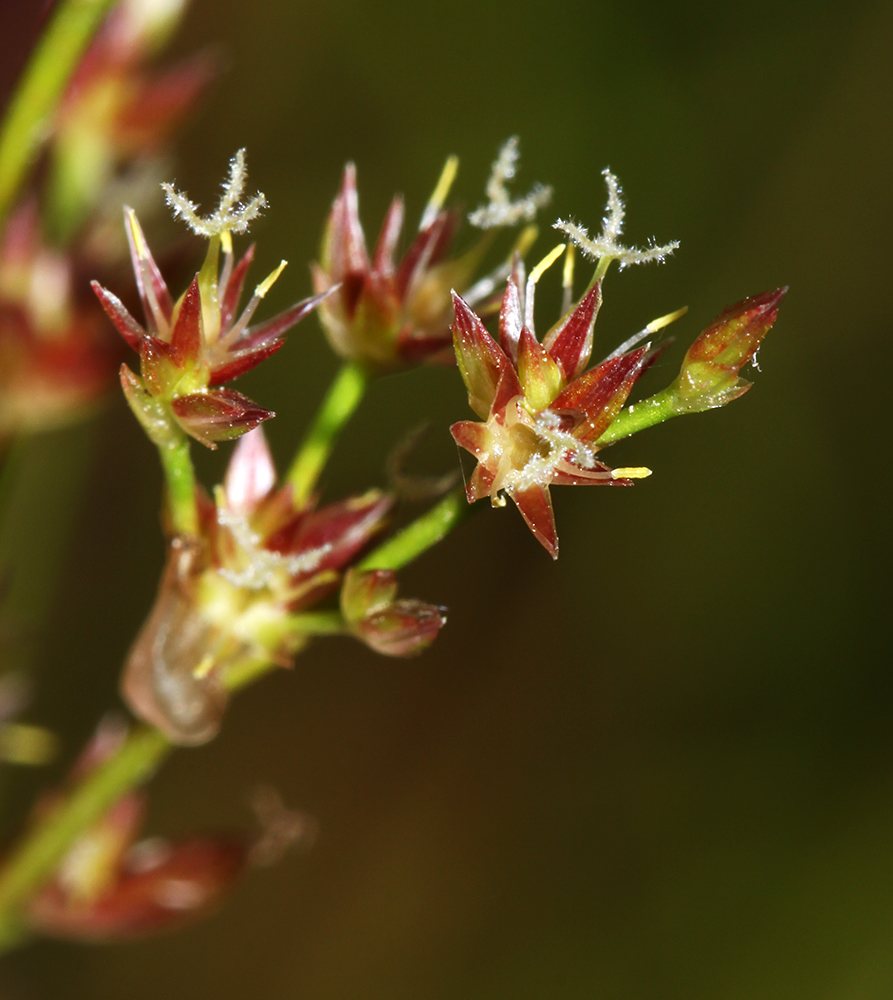 Image of Juncus turczaninowii specimen.