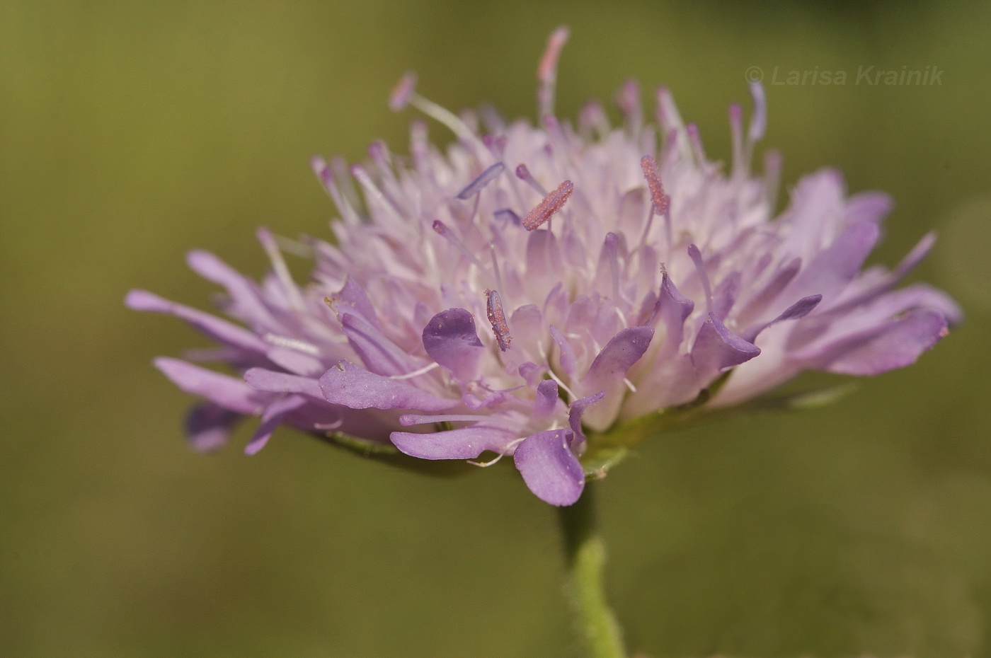 Image of Knautia arvensis specimen.