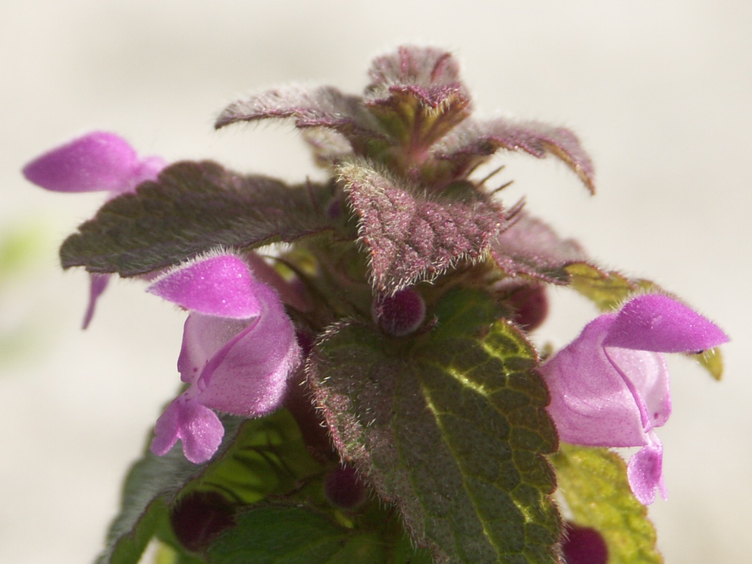 Изображение особи Lamium purpureum.